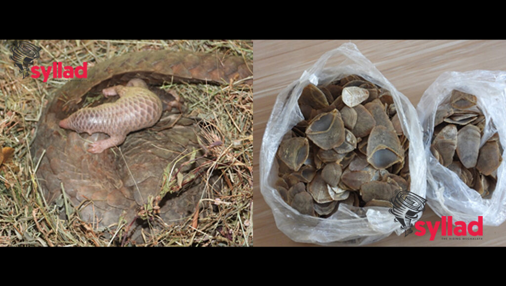 Pangolin along with new born baby