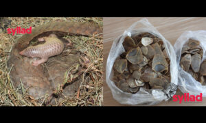 Pangolin along with new born baby