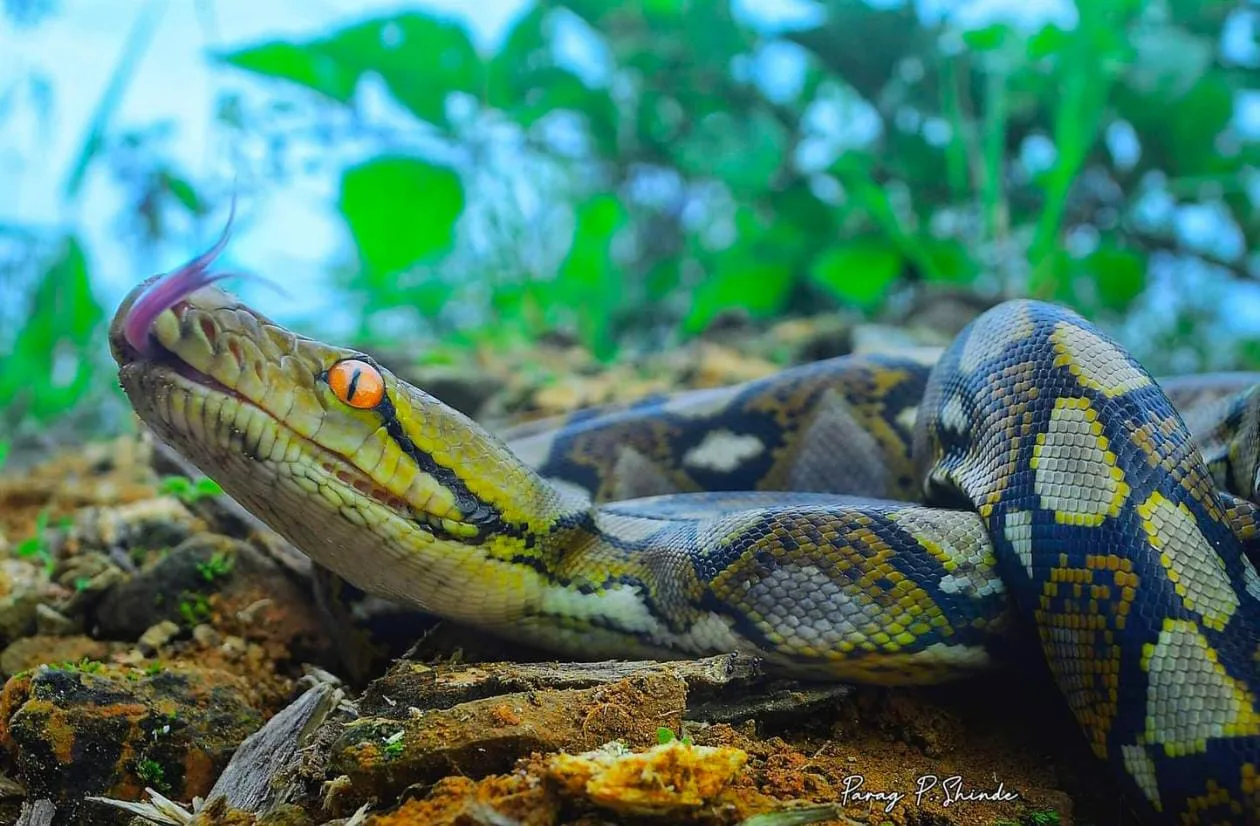Mizoram University researchers identify reticulated python in mainland ...